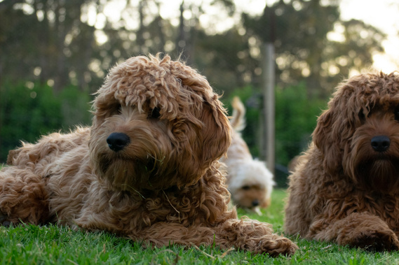 two cavoodles