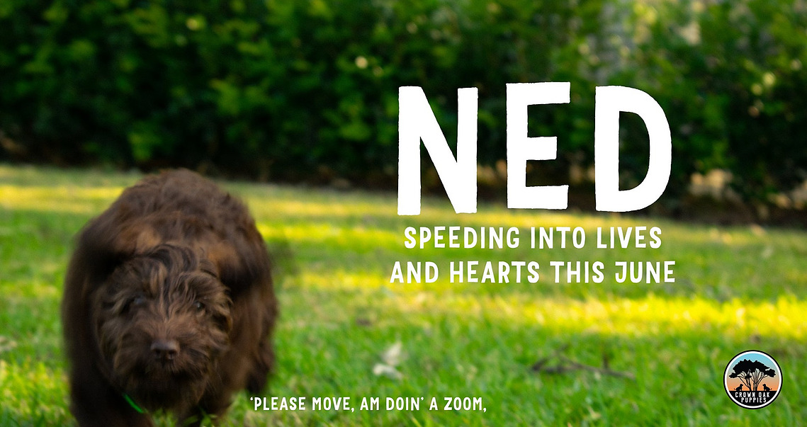 chocolate cavoodle nsw sydney crown oak puppies hawkesbury