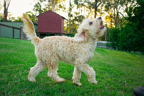 light apricot cavoodle