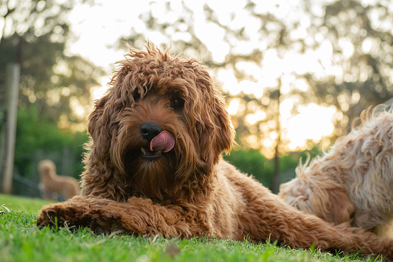 cavoodle dog