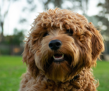 cavoodle dog face