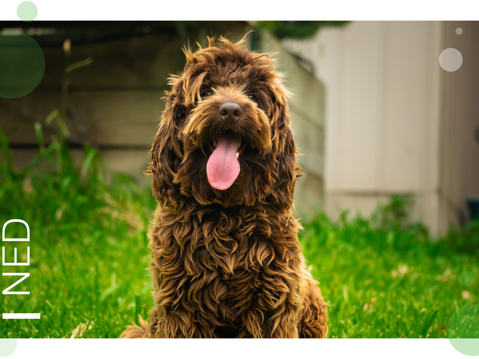 Ned the Sydney based Cavoodle Crown Oak Puppies