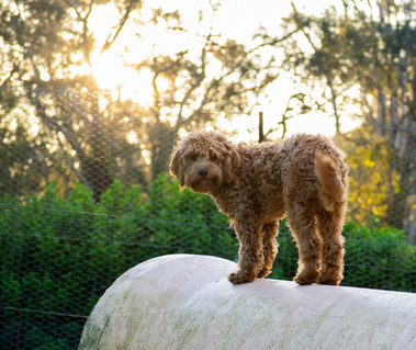 pretty cavoodle dog