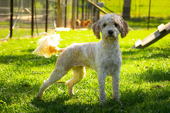 sydney cavoodle apricot hawkesbury teddy bear dog breed