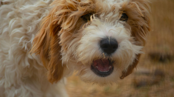 blenheim sydney cavoodle puppy nsw hawkesbury crown oak