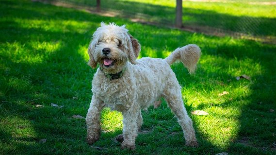 apricot cavoodle sydney hawkesbury teddy bear dog breed