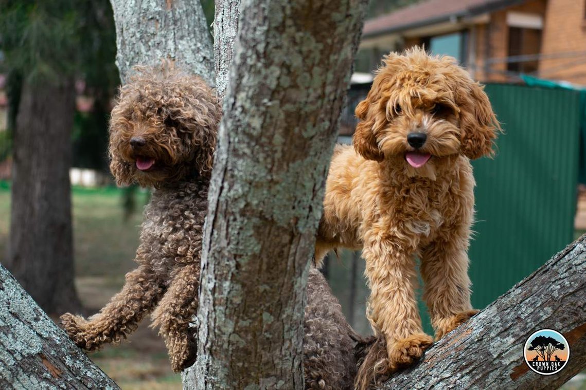apricot cavoodle crown oak puppies sydney nsw hawkesbury for sale