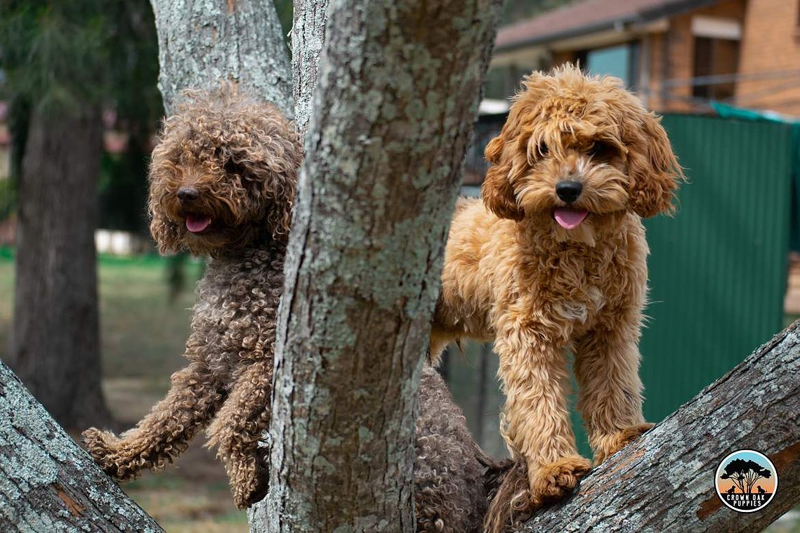 apricot cavoodle crown oak puppies sydney nsw hawkesbury for sale