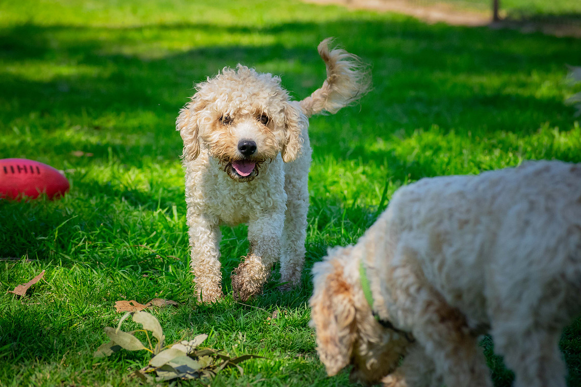 sydney cavoodle apricot hawkesbury teddy bear dog breed