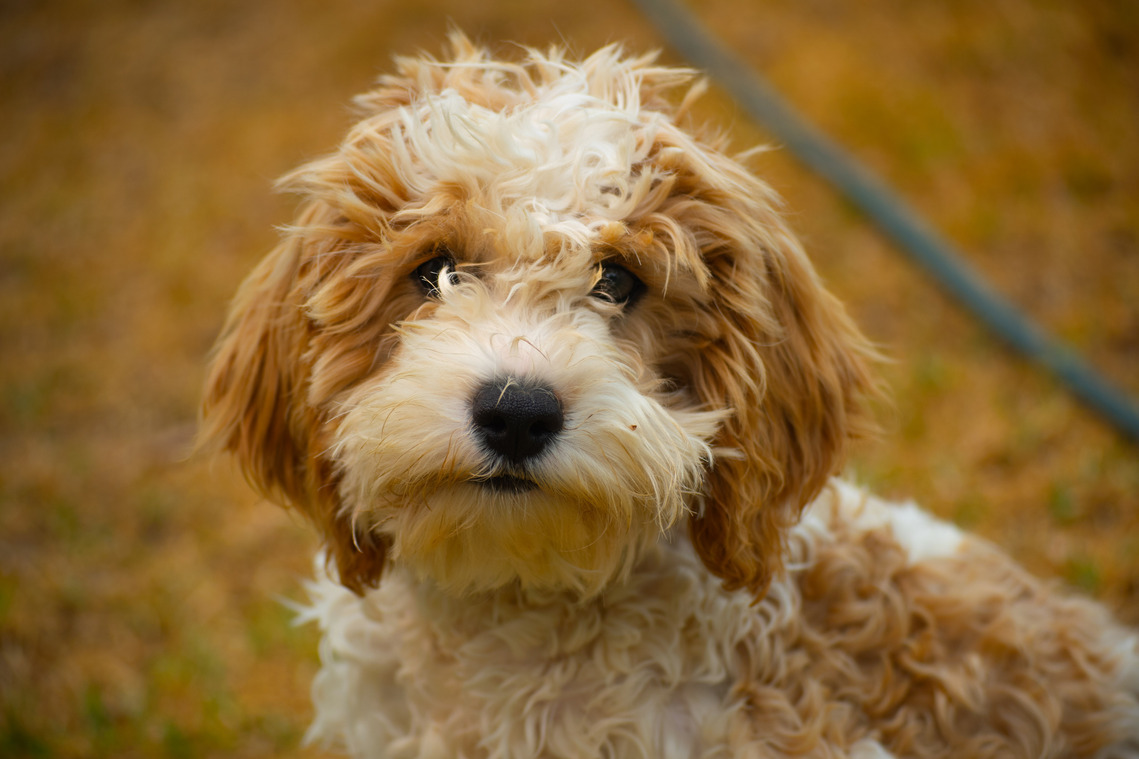 blenheim sydney cavoodle puppy nsw hawkesbury crown oak