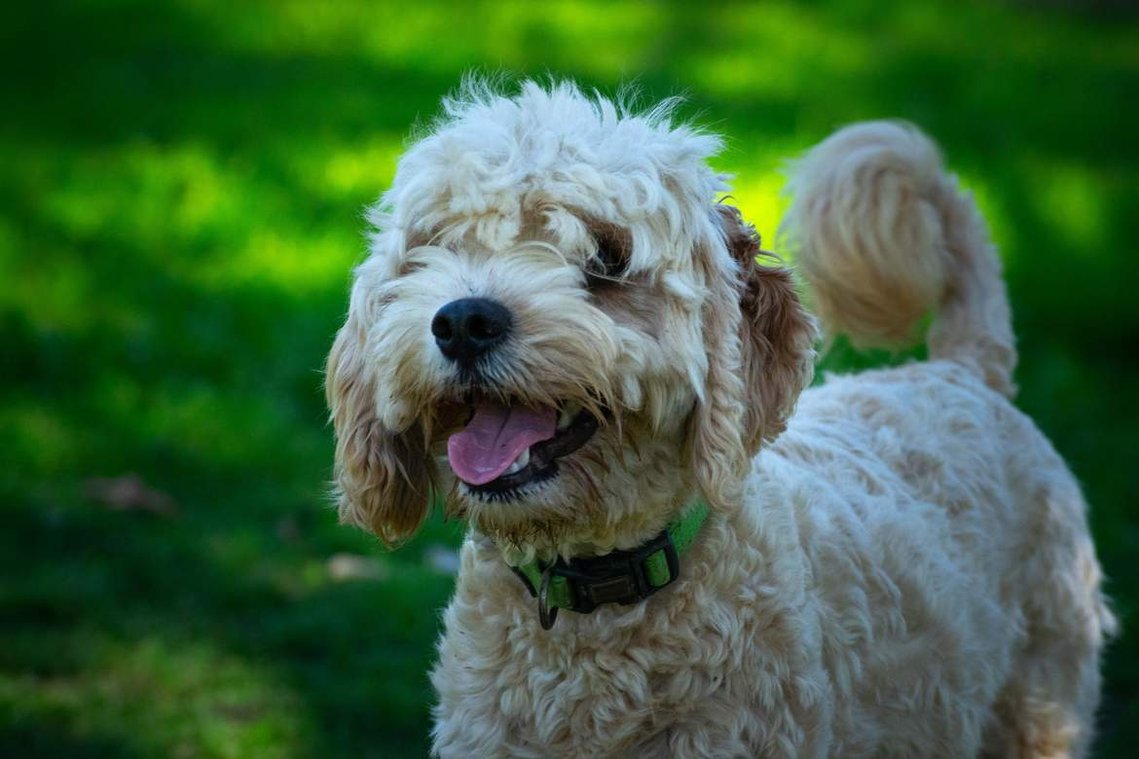 apricot cavoodle sydney hawkesbury teddy bear dog breed