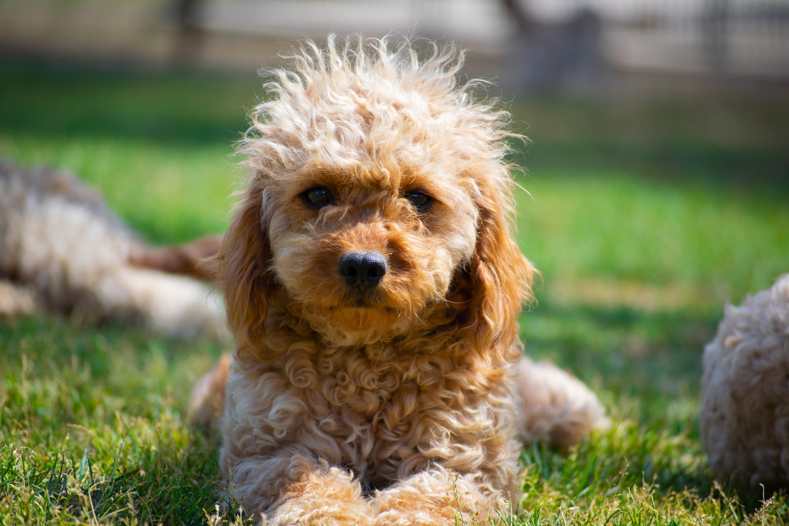 Cavoodle in Sydney NSW, at Crown Oak Puppies.
