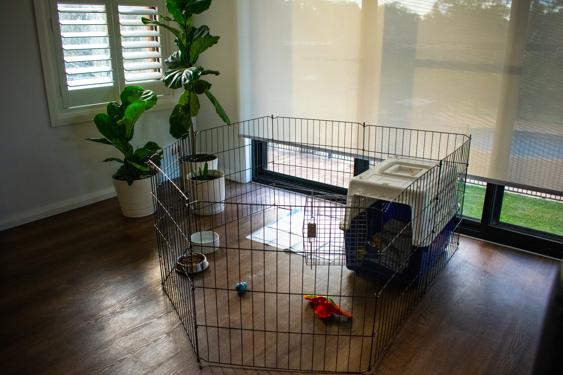 Cavoodle puppy area with crate, puppy pads and chew toy.