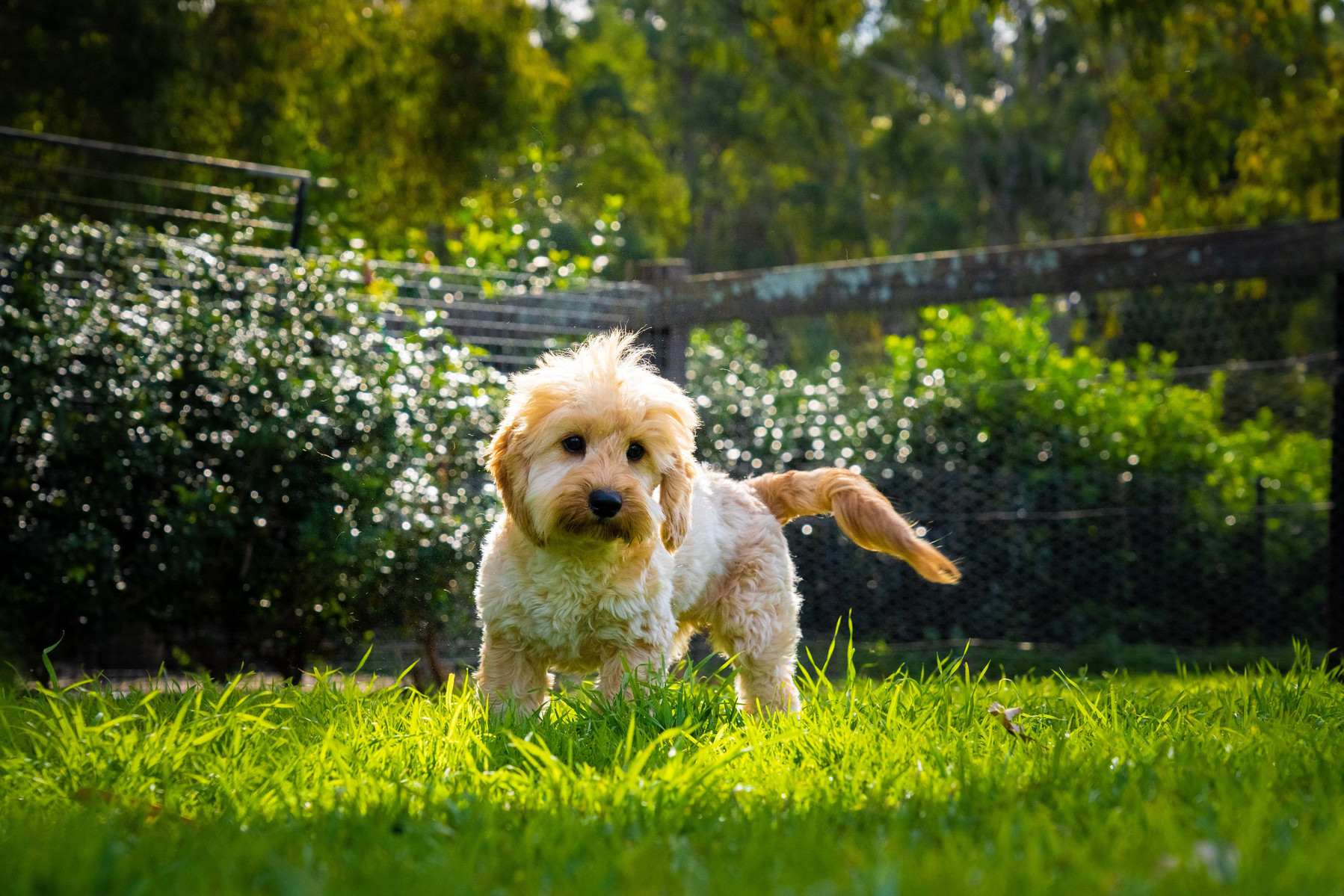 Happy cavoodle dog at Crown Oak Puppies in Sydney, NSW.