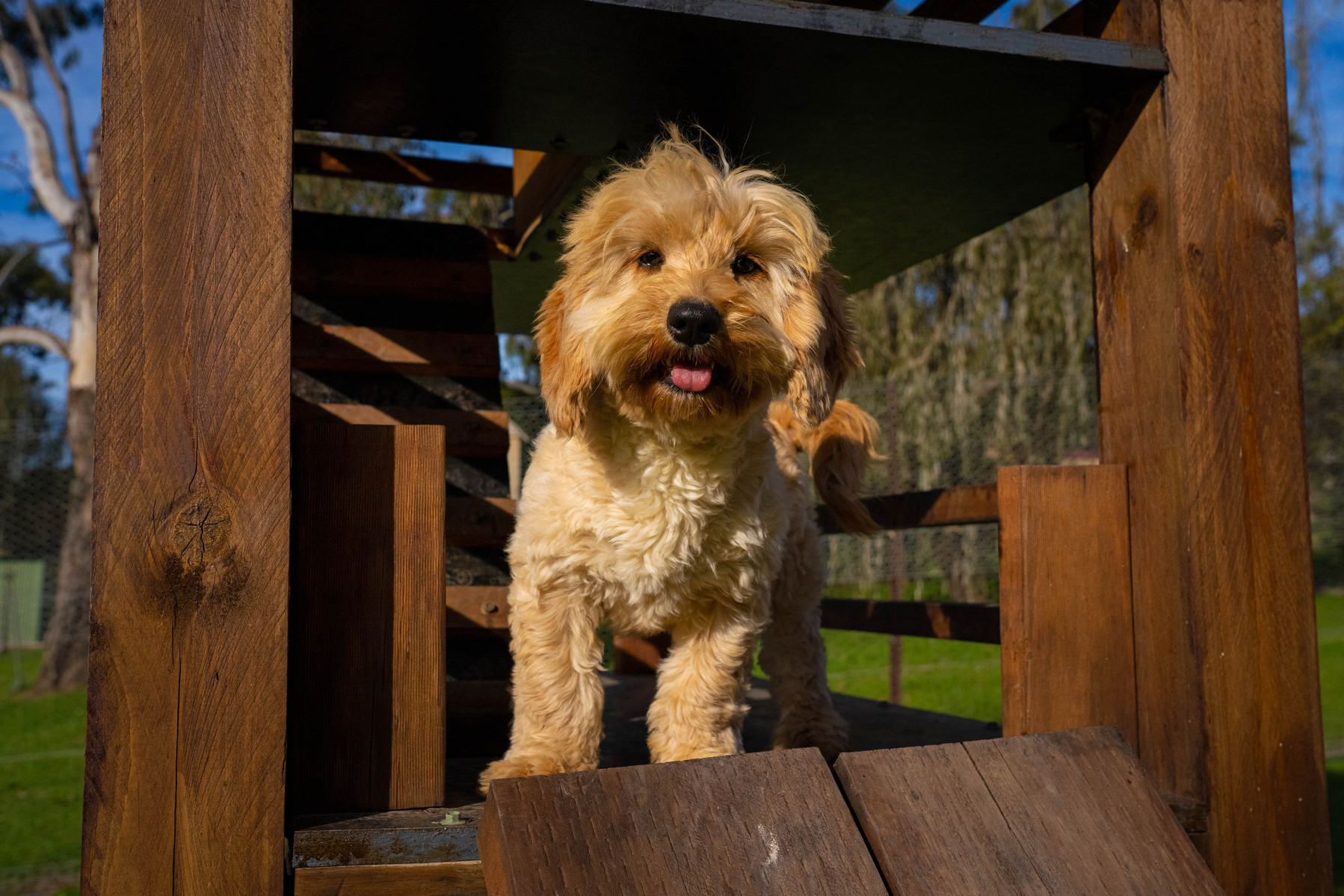 Happy cavoodle dog at Crown Oak Puppies in Sydney, NSW.