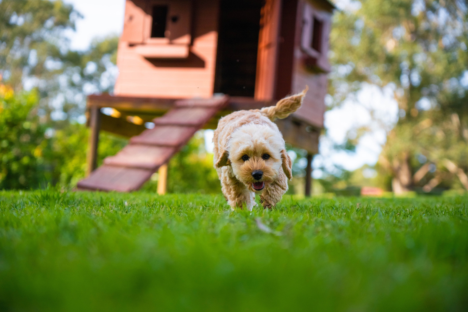 Happy cavoodle dog at Crown Oak Puppies in Sydney, NSW.