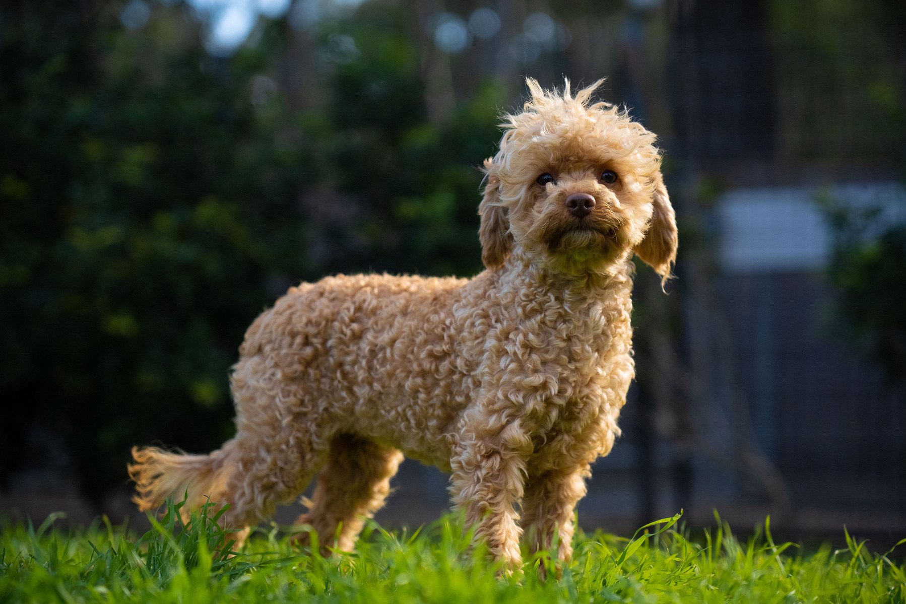 Happy cavoodle dog at Crown Oak Puppies in Sydney, NSW.