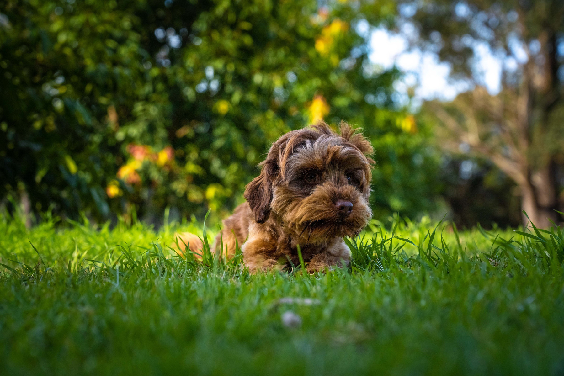 Happy cavoodle dog at Crown Oak Puppies in Sydney, NSW.