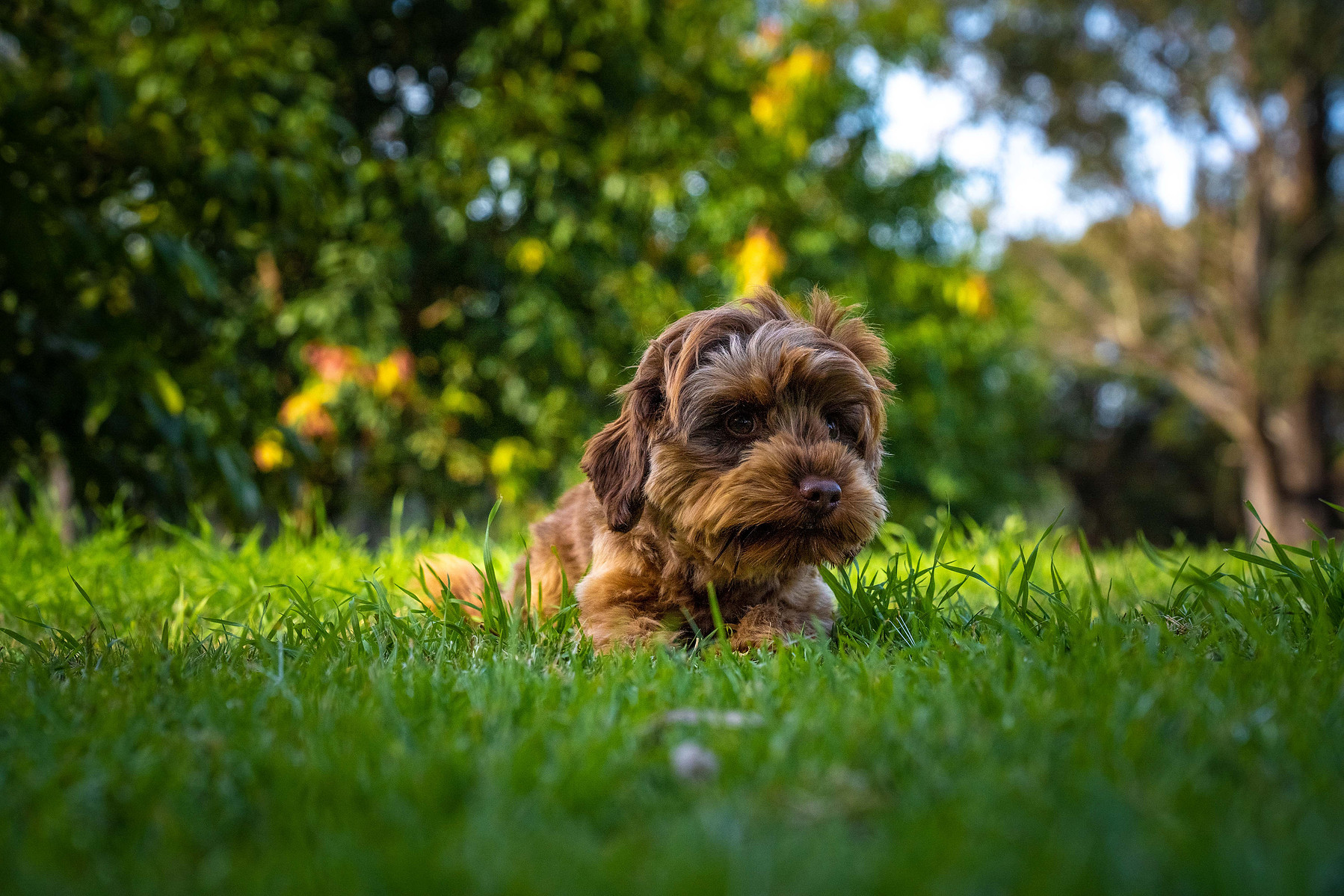 Happy cavoodle dog at Crown Oak Puppies in Sydney, NSW.