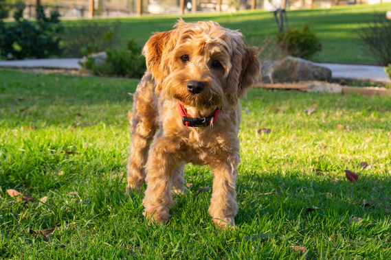 apricot cavoodle