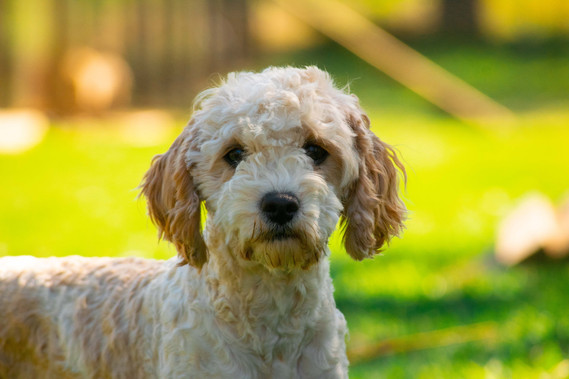 sydney cavoodle apricot hawkesbury teddy bear dog breed