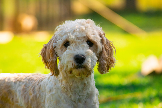 sydney cavoodle apricot hawkesbury teddy bear dog breed