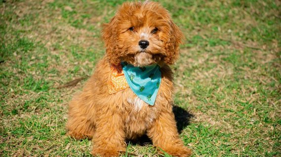 apricot cavoodle crown oak puppies sydney nsw hawkesbury for sale
