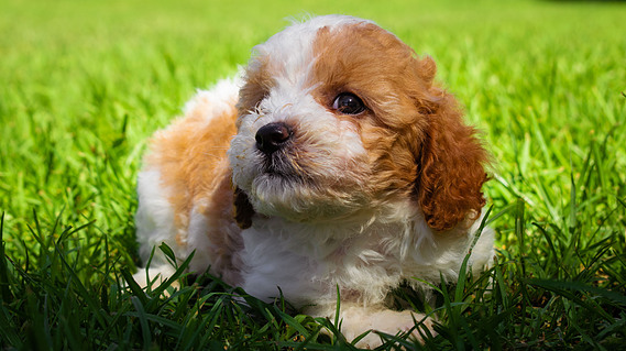blenheim sydney cavoodle puppy nsw hawkesbury crown oak