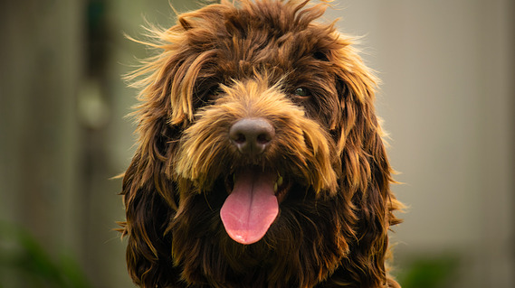 chocolate cavoodle nsw sydney crown oak puppies hawkesbury
