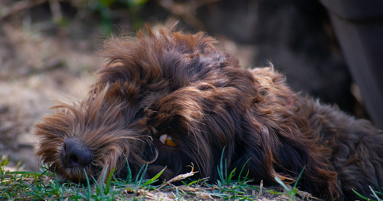 Crown Oak Puppies chocolate cavoodle Belle in Sydney