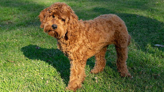 apricot cavoodle