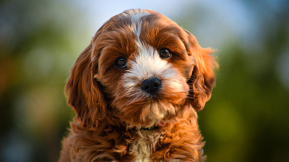 Available cavoodle for sale in Sydney, NSW at Crown Oak Puppies.