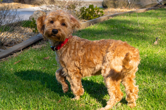 apricot cavoodle