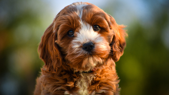 Available cavoodle for sale in Sydney, NSW at Crown Oak Puppies.