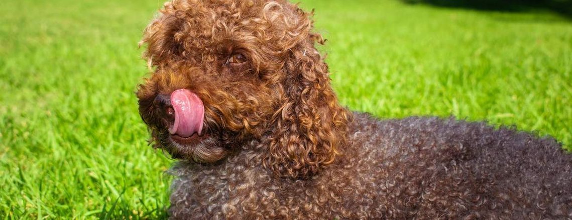 chocolate brown toy poodle crown oak puppies sydney nsw hawkesbury for sale