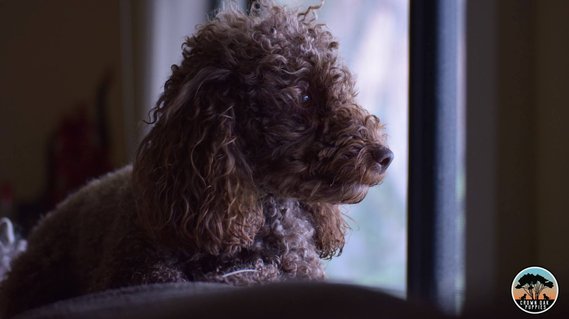 chocolate brown toy poodle crown oak puppies sydney nsw hawkesbury for sale