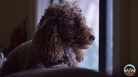 chocolate brown toy poodle crown oak puppies sydney nsw hawkesbury for sale