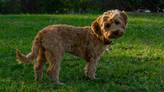 apricot cavoodle