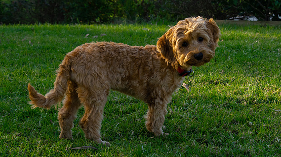 apricot cavoodle