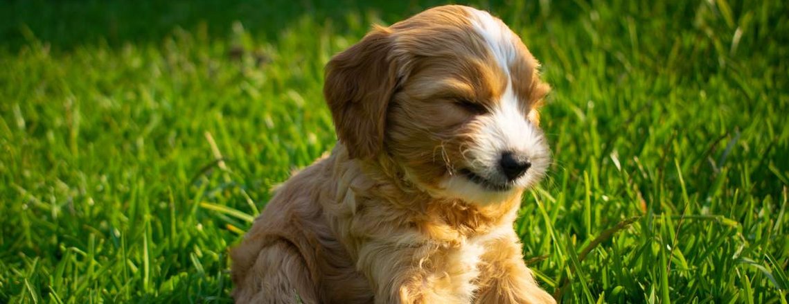 apricot cavoodle sydney hawkesbury teddy bear dog breed