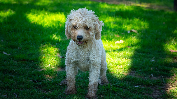 sydney cavoodle apricot hawkesbury teddy bear dog breed