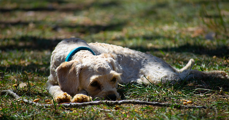 Crown Oak Puppies apricot cavoodle Chelsea in Sydney