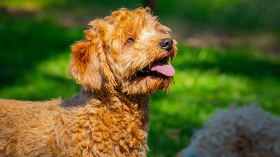 apricot cavoodle sydney hawkesbury teddy bear dog breed
