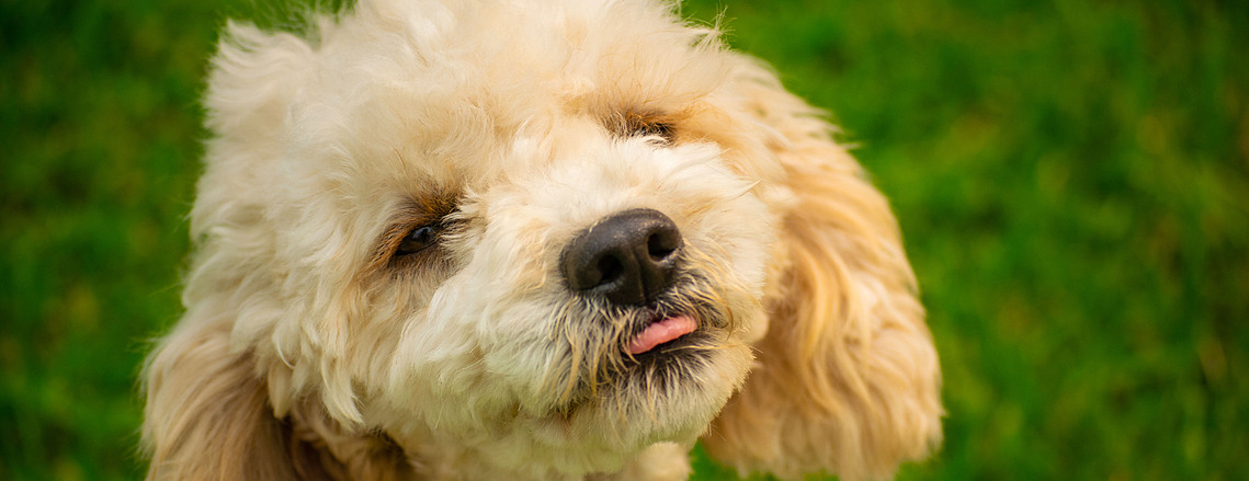blenheim sydney cavoodle puppy nsw hawkesbury crown oak