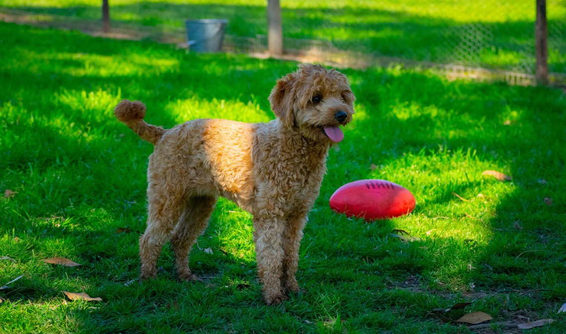 apricot cavoodle sydney hawkesbury teddy bear dog breed