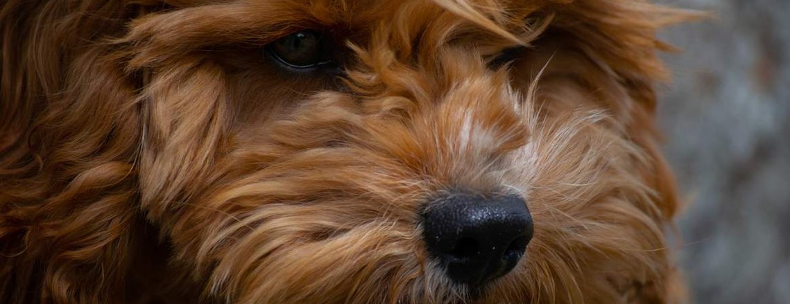 apricot cavoodle crown oak puppies sydney nsw hawkesbury for sale