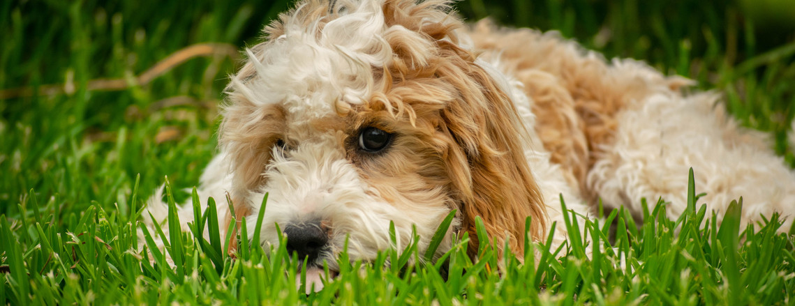 blenheim sydney cavoodle puppy nsw hawkesbury crown oak