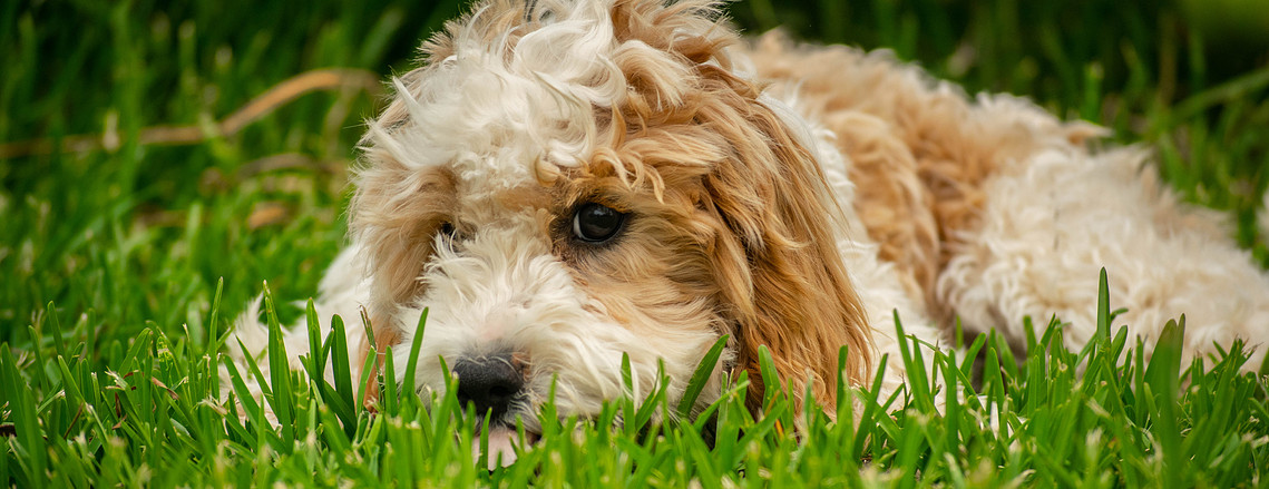blenheim sydney cavoodle puppy nsw hawkesbury crown oak