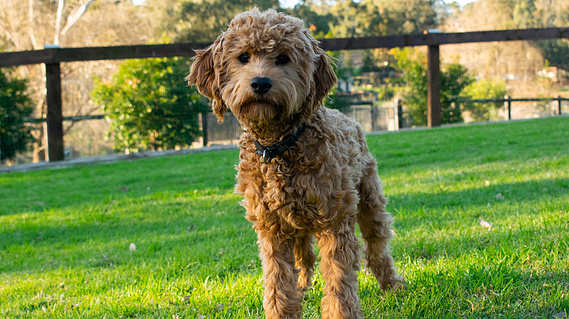 cavoodle apricot