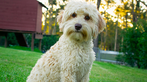 nsw dog